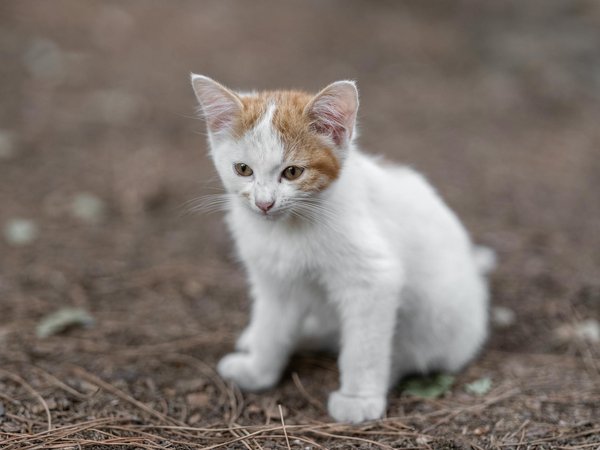 Wie kann ich meinen Hund dazu bringen, nicht an der Leine zu ziehen?